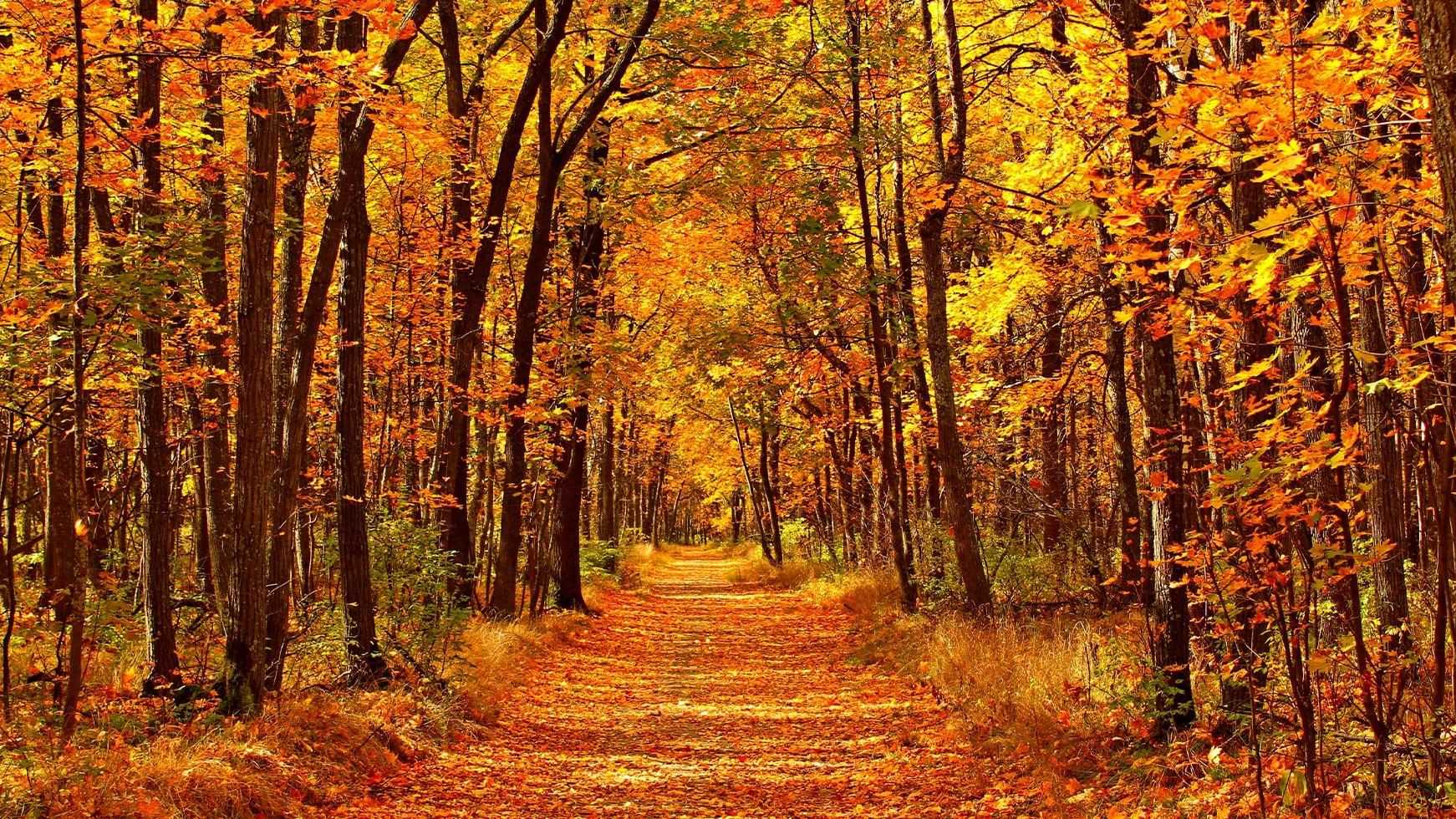 Foliage, lo spettacolo d’autunno per riscoprire l’Italia