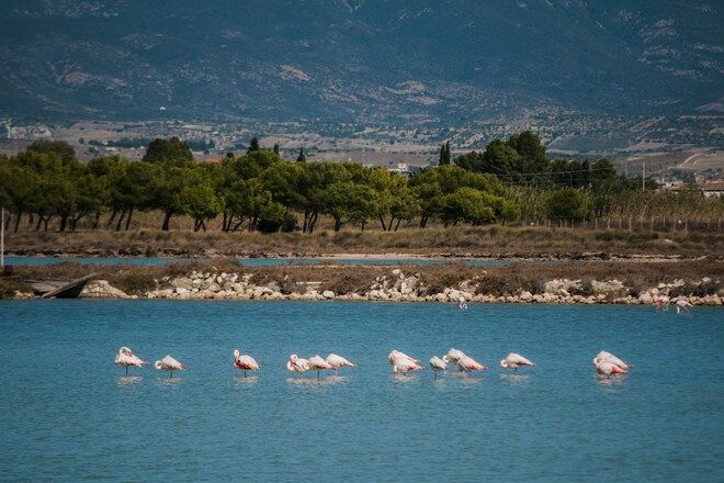 Parco Del Molentargius Cagliari